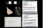 Foto (Objekt + Etikett) von Cyclothyreus sp.  (NHMW-GEO-2014-0194-0654)